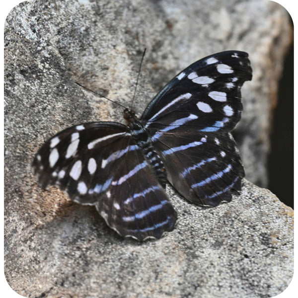 Butterfly (Coasters)