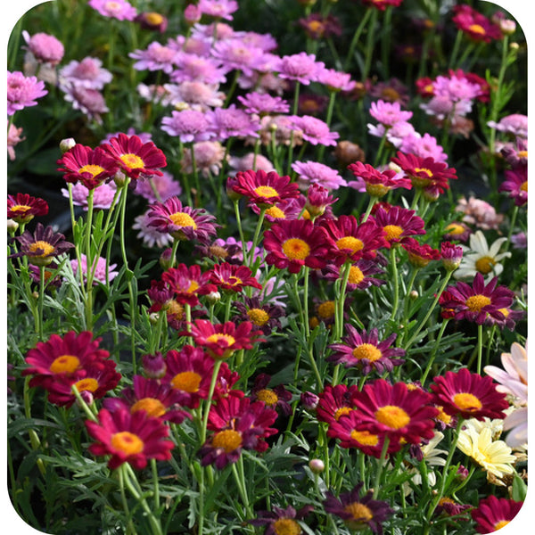 Pink Daisies (Coasters)