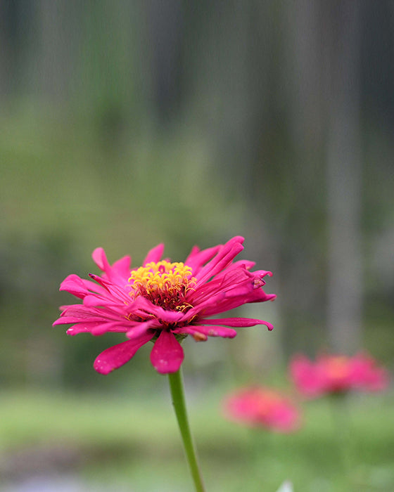 Pink Zinnia (Art Paper)