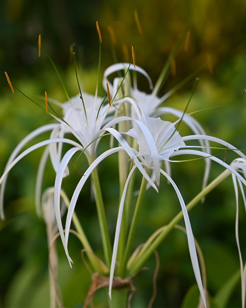 Spider Lily (Art Paper)